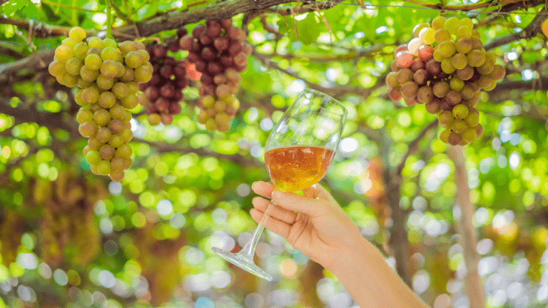 RASPONS: el proyecto que promueve envases sostenibles en la viticultura